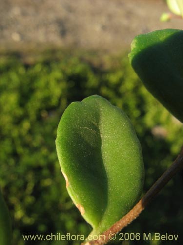 Image of Sarmienta repens (Medallita). Click to enlarge parts of image.